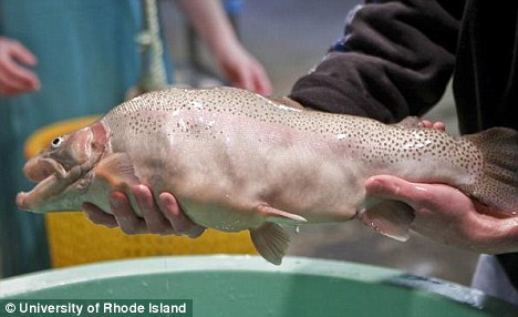 Μεταλλαγμένα 5